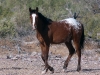 Wildpferde Cibola Arizona