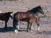 Wildpferde Cibola Arizona