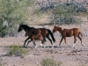 Wildpferde Cibola Arizona