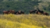 Return to Freedom - Wildpferdereservat in Kalifornien