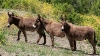 Return to Freedom - Wildpferdereservat in Kalifornien