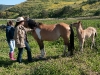 Return to Freedom - Wildpferdereservat in Kalifornien