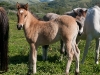 Return to Freedom - Wildpferdereservat in Kalifornien