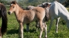 Return to Freedom - Wildpferdereservat in Kalifornien