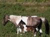 Return to Freedom - Wildpferdereservat in Kalifornien