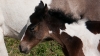 Return to Freedom - Wildpferdereservat in Kalifornien