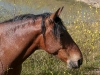 Return to Freedom - Wildpferdereservat in Kalifornien