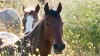 Return to Freedom - Wildpferdereservat in Kalifornien