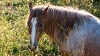 Return to Freedom - Wildpferdereservat in Kalifornien