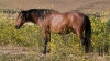 Return to Freedom - Wildpferdereservat in Kalifornien