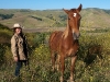 Return to Freedom - Wildpferdereservat in Kalifornien