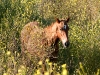 Return to Freedom - Wildpferdereservat in Kalifornien