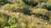 Return to Freedom - Wildpferdereservat in Kalifornien