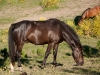 Return to Freedom - Wildpferdereservat in Kalifornien