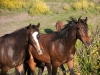Return to Freedom - Wildpferdereservat in Kalifornien
