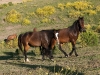 Return to Freedom - Wildpferdereservat in Kalifornien