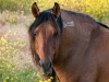 Return to Freedom - Wildpferdereservat in Kalifornien