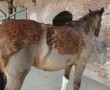 Das Equine Cushing Syndrom beim Pferd
