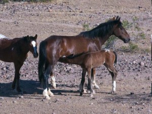 arizona-mustang-fohlen-gr