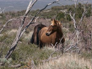 nevada-mustangs4