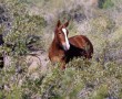 Wildpferde in Cibola Arizona am Colorado an der Grenze zu Kalifornien
