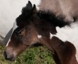 Wildpferde – Return To Freedom, the American Wild Horse Sanctuary in Kalifornien