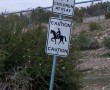 Wildpferde in der Region Las Vegas in Cold Creek