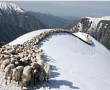 2-schafe