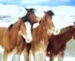 Pferde im Schnee - so gehts auf der Weide wirklich zu 