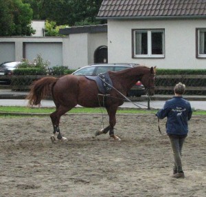 Arbeit an der Doppellonge