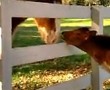 Mein Freund das Pferd - mal aus einer anderen Sicht...