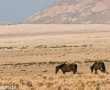 Das Namib-Pferd - Wildpferde der Wüste in Namibia