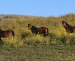 mustangs1