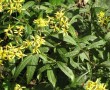 fuchskreuzkraut1