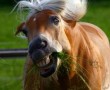 Zahnprobleme beim Pferd - Immer mehr Pferde haben Probleme mit den Zähnen