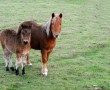 Hill Ponies