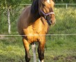 criollos-sommer
