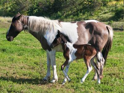 mustangs9