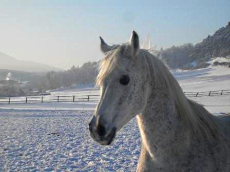 schnee-wa