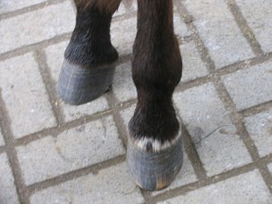 IMG_3652