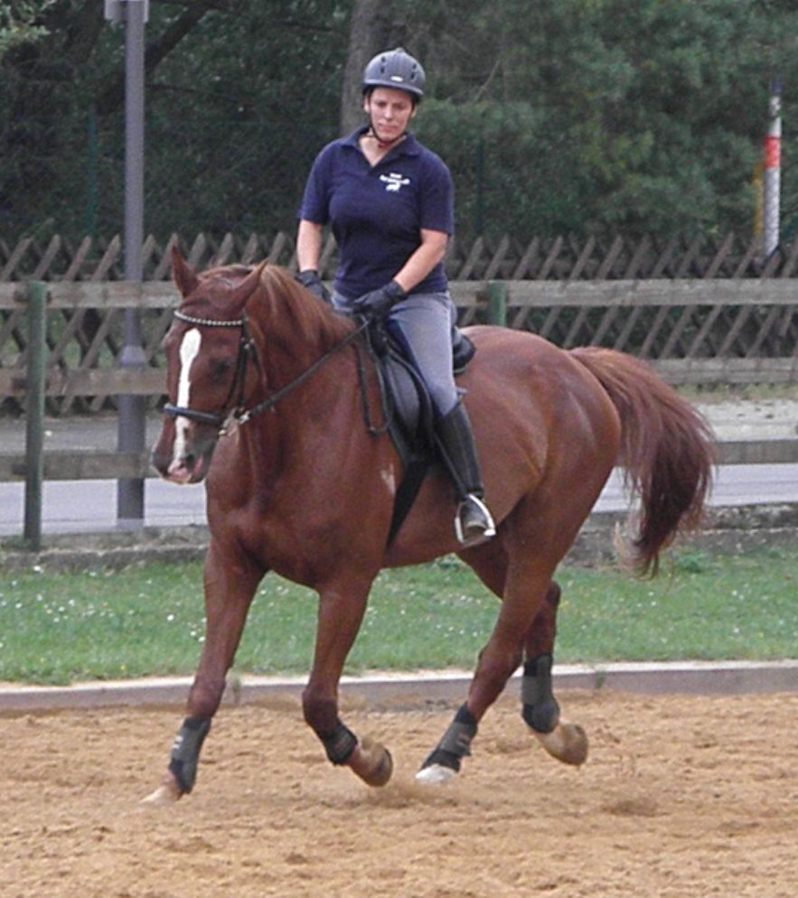 Reiten Tv Reiten Tv