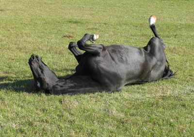 liegendes Pferd