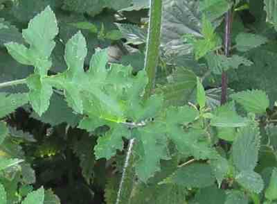 wiesenbaerenklau-blatt