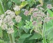 wiesenbaerenklau-bluete Wiesenbärenklaublüte