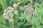 wiesenbaerenklau-bluete Wiesenbärenklaublüte