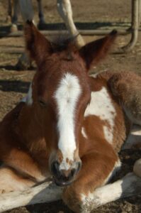 Auf der Return to Freedom Ranch in Kalifornien wird die Blutlinie der Choctaws erhalten.