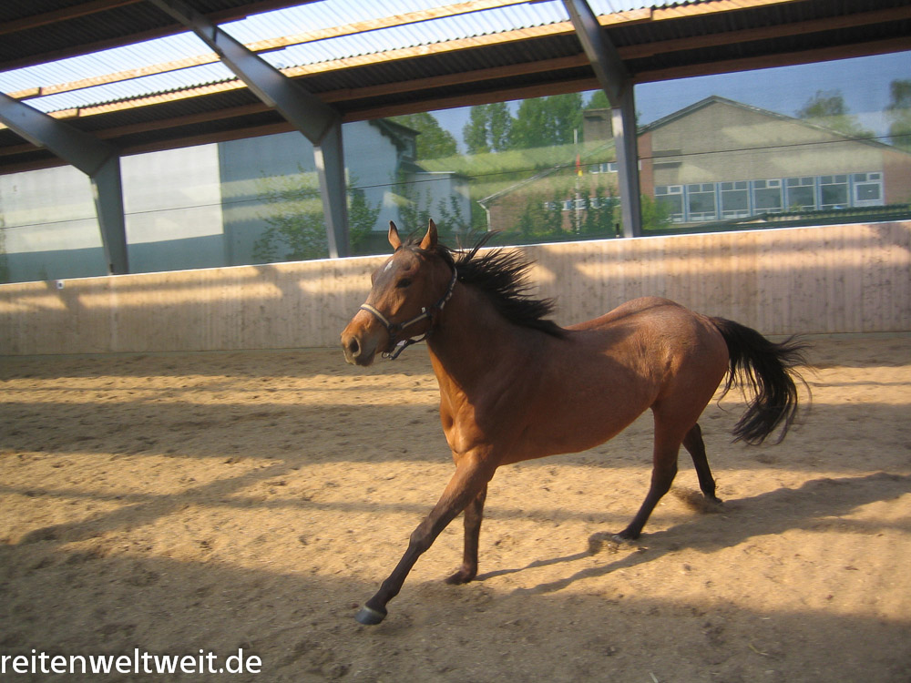 Regumate Pferd Hengst