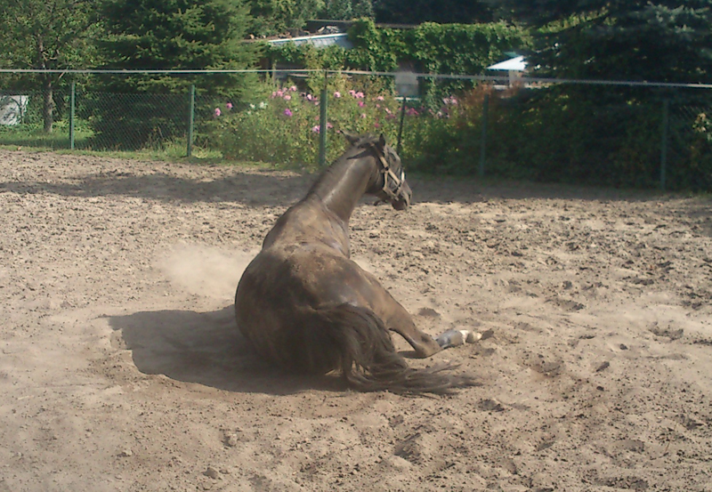 Pferd Wälzt Sich Am Strick